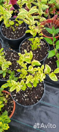 Бирючина вариегатная