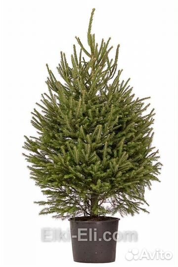 Ель.Саженцы сосны,ели в горшках