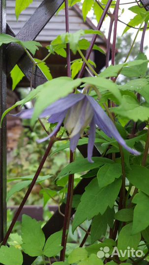 Княжик (клематис) Maidwell Hall
