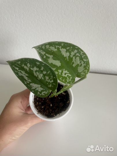 Сциндапсус эпипремнум пиктус марбл квин золотистый