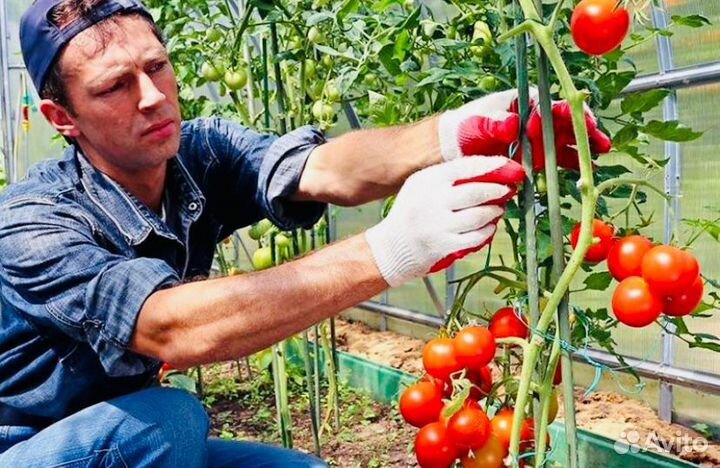 Вахта Тула с жильем от 25 смен Фасовщики в теплицу