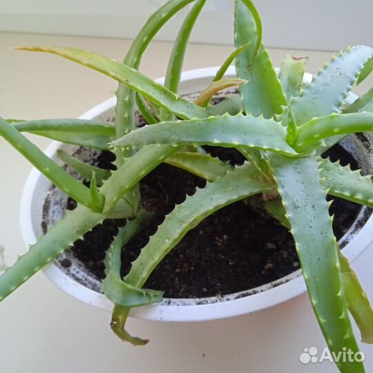 Алоэ столетник лечебный