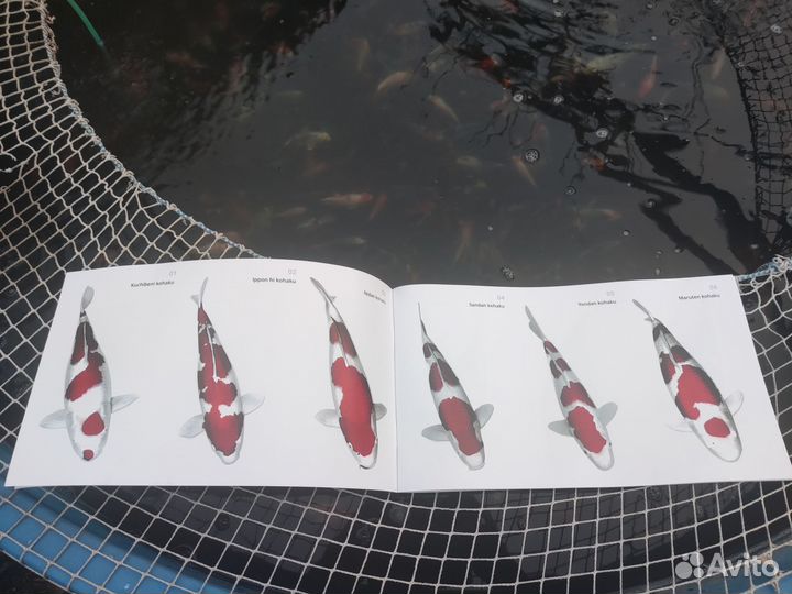 Атлас-определитель пород японских карпов кои