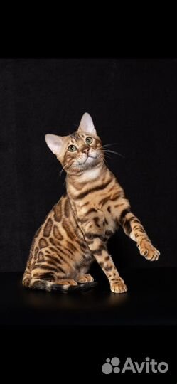 Бенгальский кот