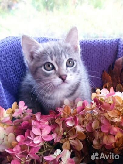 Котята в добрые руки бесплатно