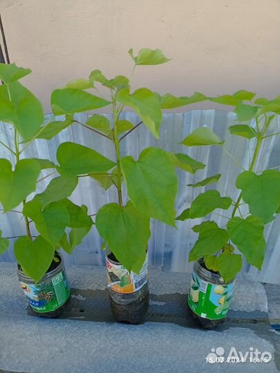 Саженцы катальпы