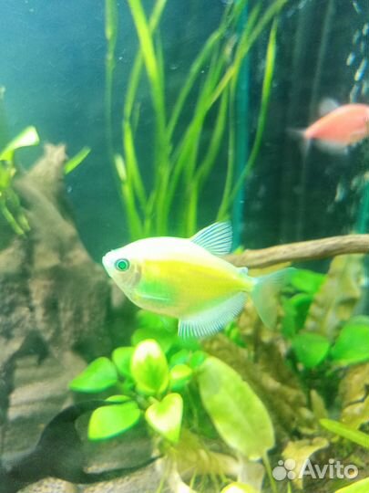 Рыбки в аквариум