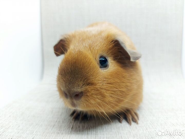 Морская свинка калифорния