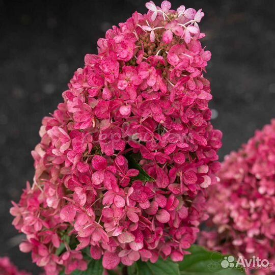 Гортензия Распберри Пинк