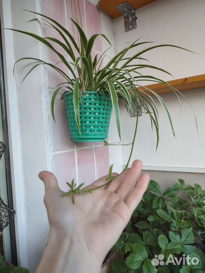 Хлорофитум