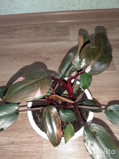 Филодендрон Pink Princess