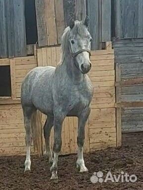 Орловский рысак