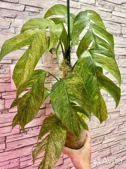 Монстера lechleriana variegated