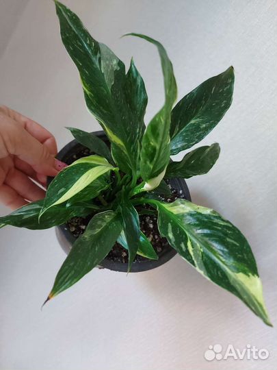 Сциндапсус мунлайт, филодендрон