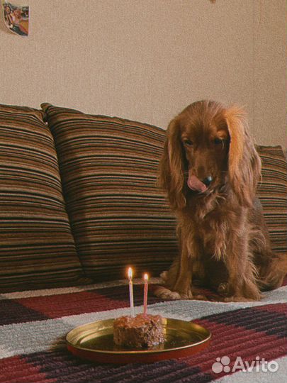 Спаниель вязка