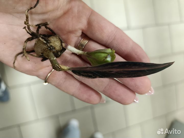 Замиакулькас Пинк Оранж