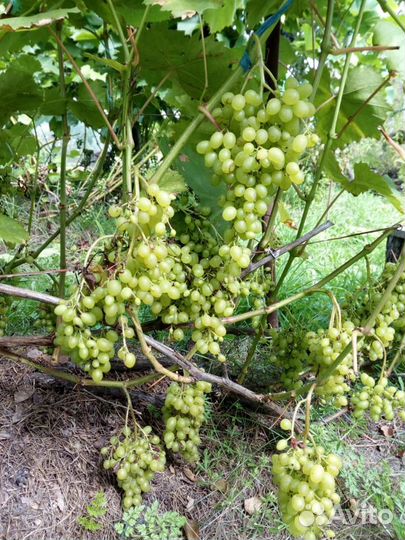 Саженцы и черенки винограда