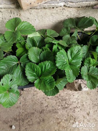 Рассада клубники в стаканах, зкс