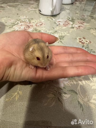 Джунгарский хомяк