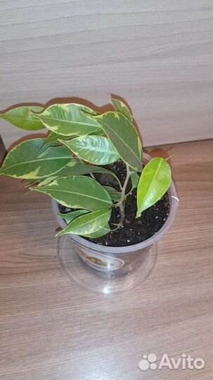 Фикус Голден Кинг