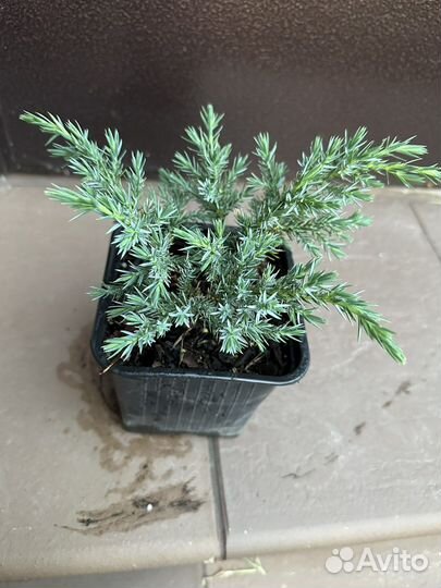 Можжевельник