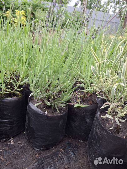 Лаванда усколистная