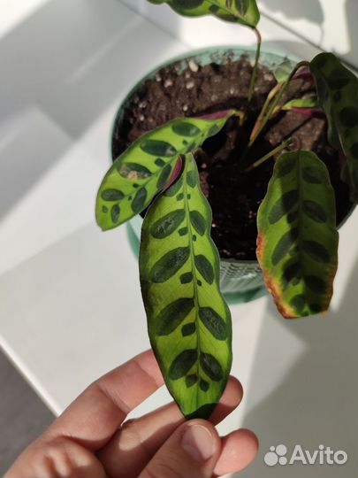 Калатея лансифолия