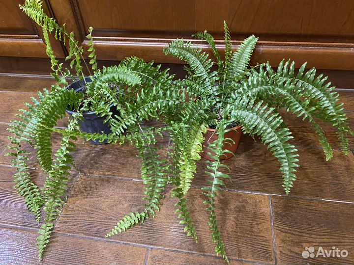 Папоротник нефролепис