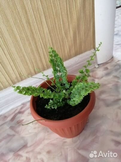 Папоротник кудрявый мини