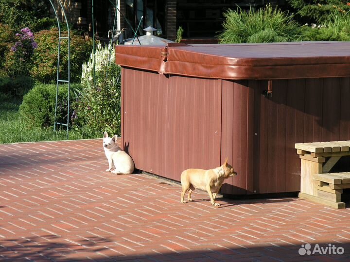 Передержка собак и кошек в загородном доме