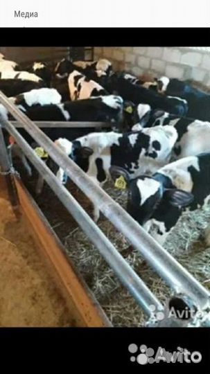 Бычки и Телочки