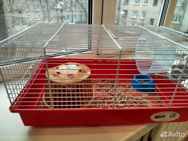 Сирийский хомяк