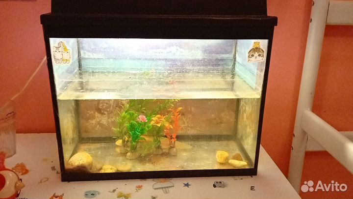 Аксолотль