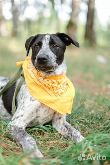 Классный пес Тор в поисках дома