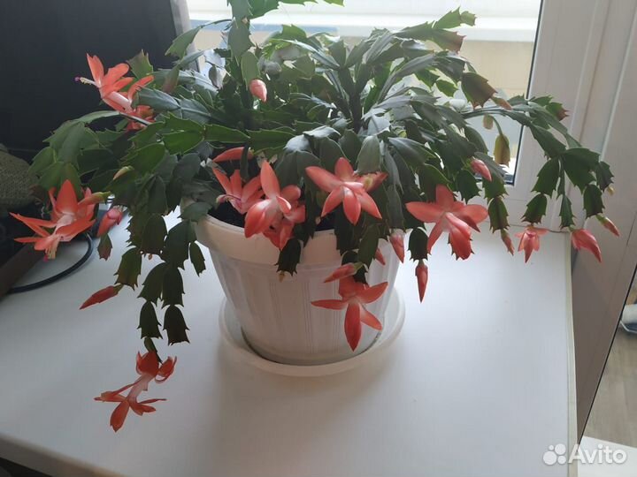 Декабрист, традесканция