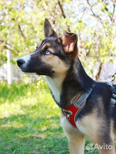 Щенок метис хаски в добрые руки