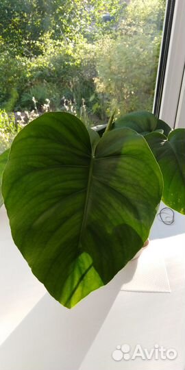 Монстера молодое растение 2 корня в горшке