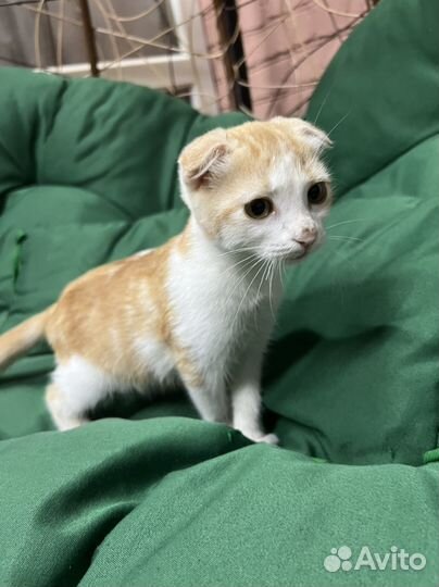 Отдам кошку в добрые руки