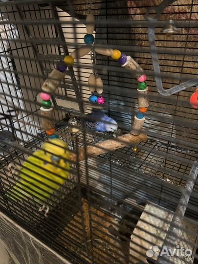 Волнистый попугай с клеткой девочка и мальчик