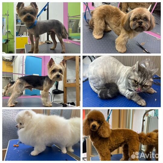 Груминг собак и кошек с выездом на дом