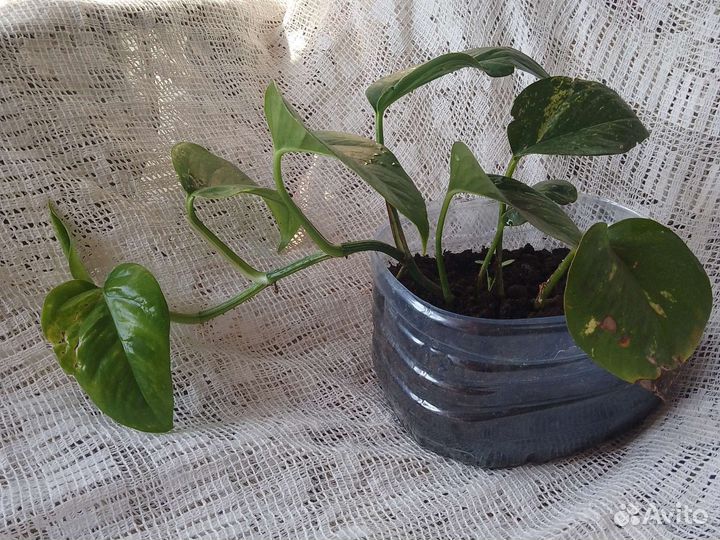 Сциндапсус