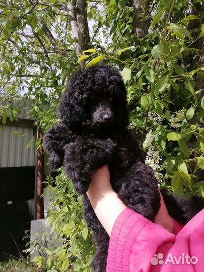 Той пудель детки