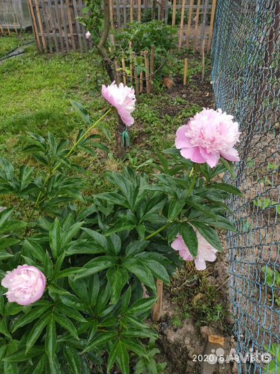 Пион. Обмен, продажа