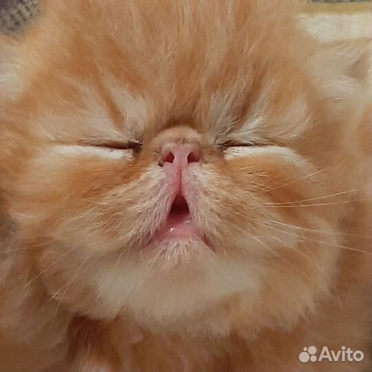 Персидская