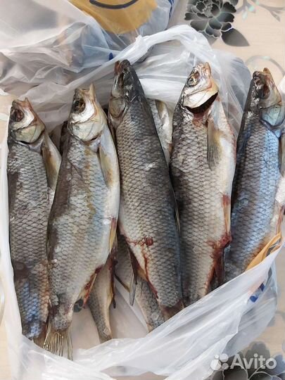 Чебак вяленный