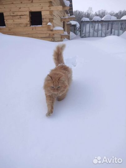 Котята в дар бесплатно