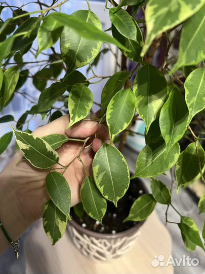 Фикус бенджамина