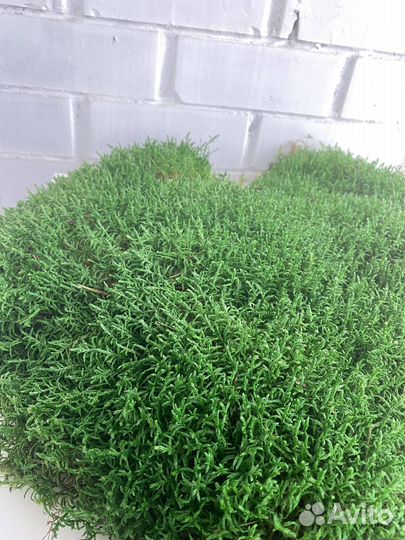 Стабилизированный мох