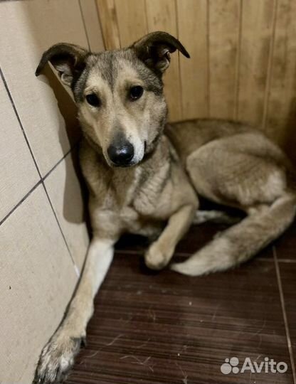 Собака в добрые руки