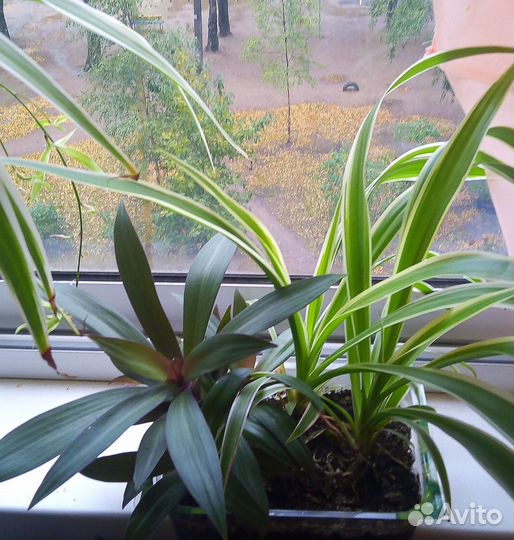 Цветок ассорти